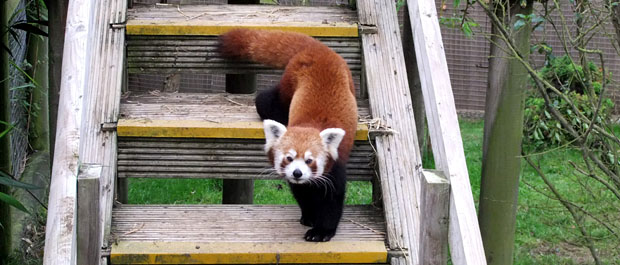 red panda Sparsholt mya banner