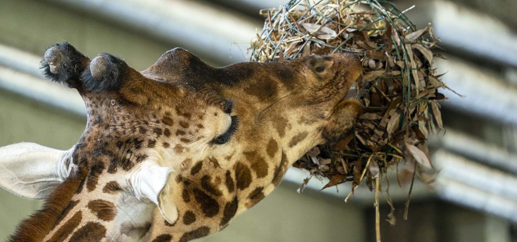 Giraffe feeding. Photo by Jason Brown