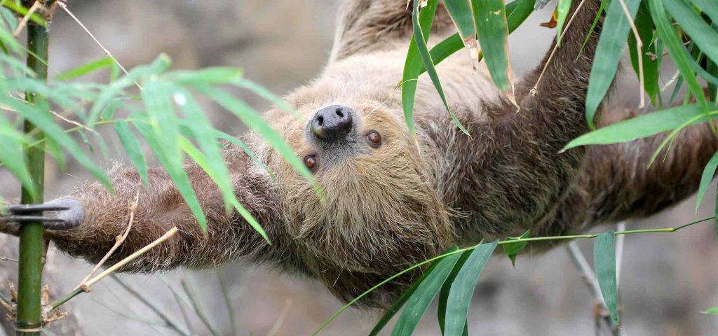 Rica, a Linne’s two toed sloth at Marwell