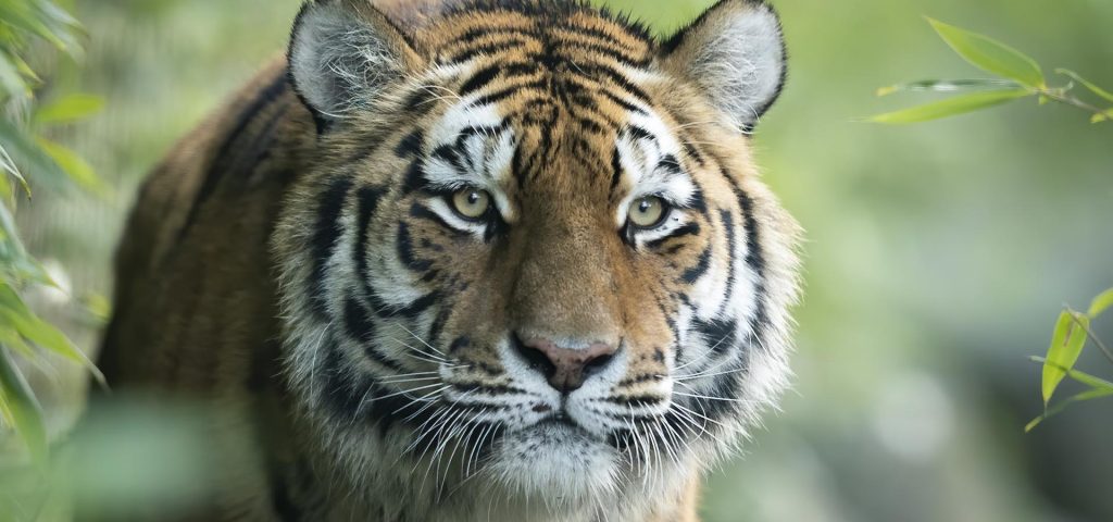 Amur Tiger