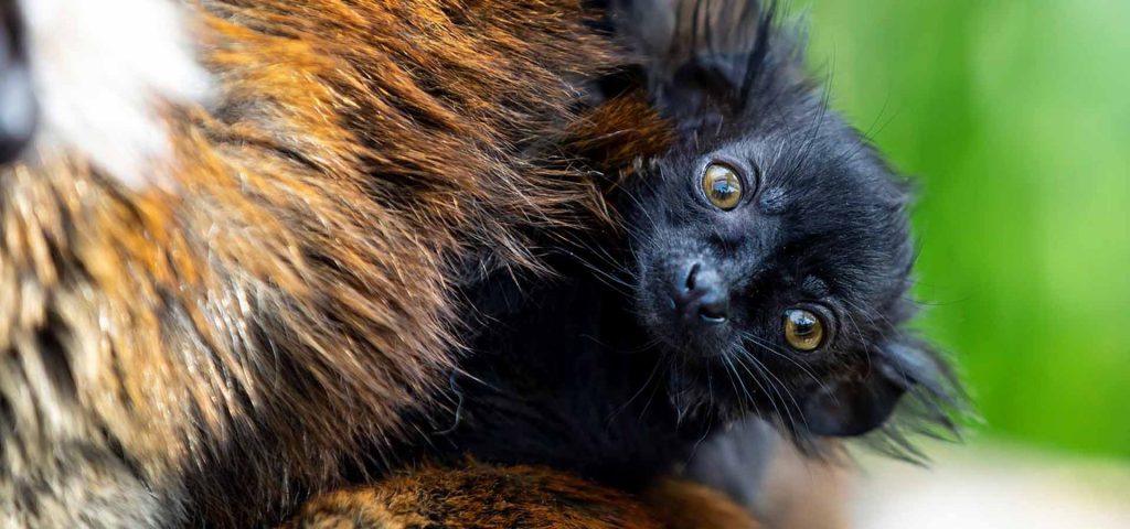 Baby Black Lemur